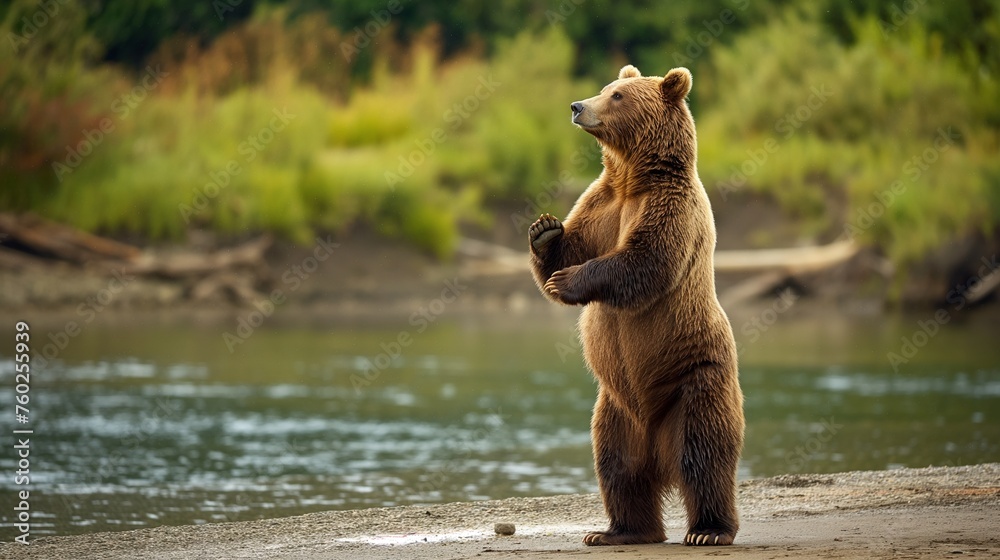 A majestic grizzly bear standing on its hind legs, surveying its surroundings with curiosity - obrazy, fototapety, plakaty 