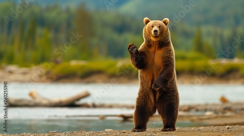 A majestic grizzly bear standing on its hind legs, surveying its surroundings with curiosity photo