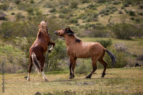 Southwest USA wild horse stallions fighting in the Salt River wild horse management area near Scottsdale Arizona United States