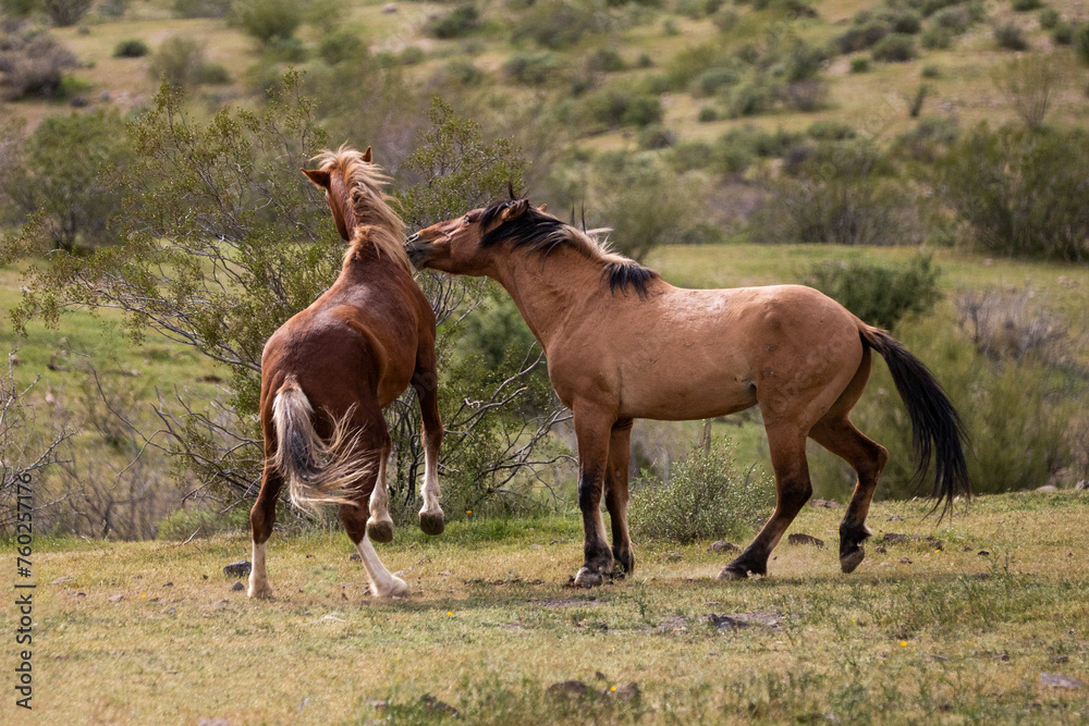 Wild horse stallions battling in the Salt River wild horse management area near Mesa Arizona United States