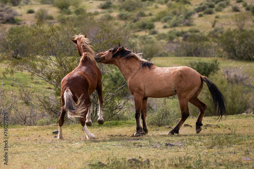 Wild horse stallions battling in the Salt River wild horse management area near Mesa Arizona United States © htrnr