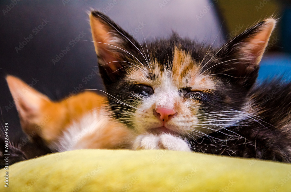 kittens kittens