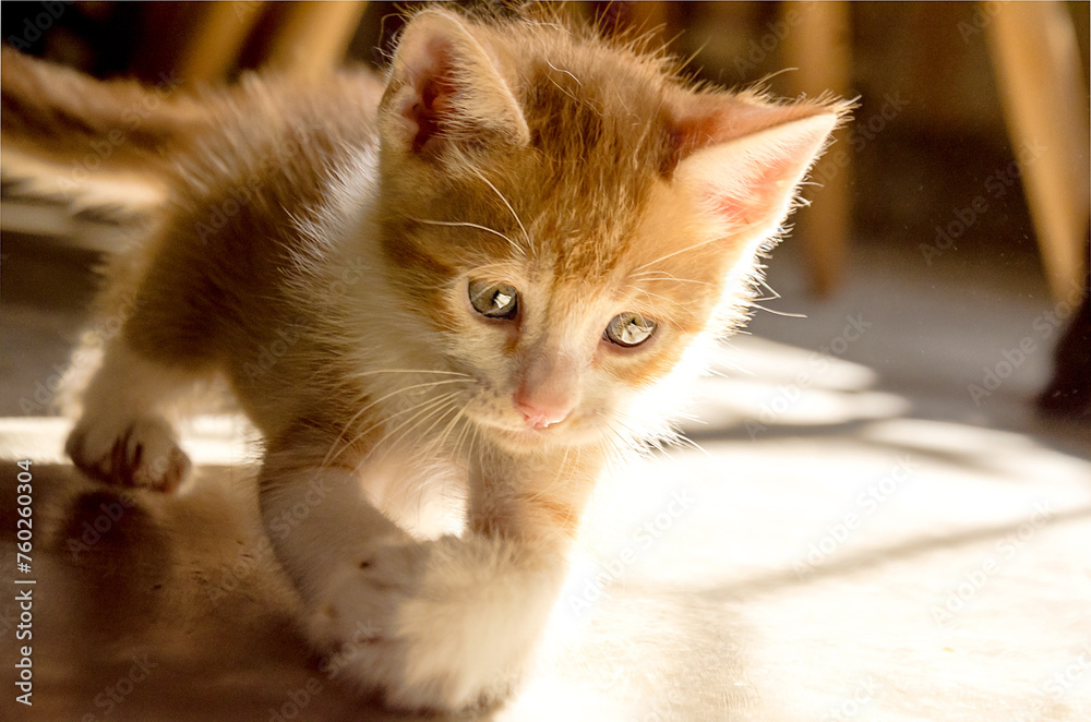 Obraz premium kittens