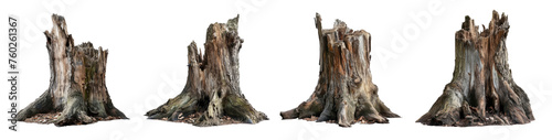 Set of cutout tree stump. Dead tree isolated on white background. High quality clipping mask.