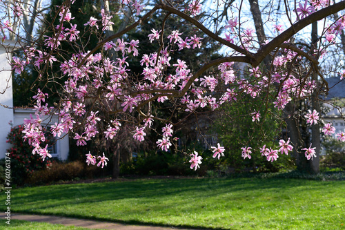 Cherry blossom  Sakura 