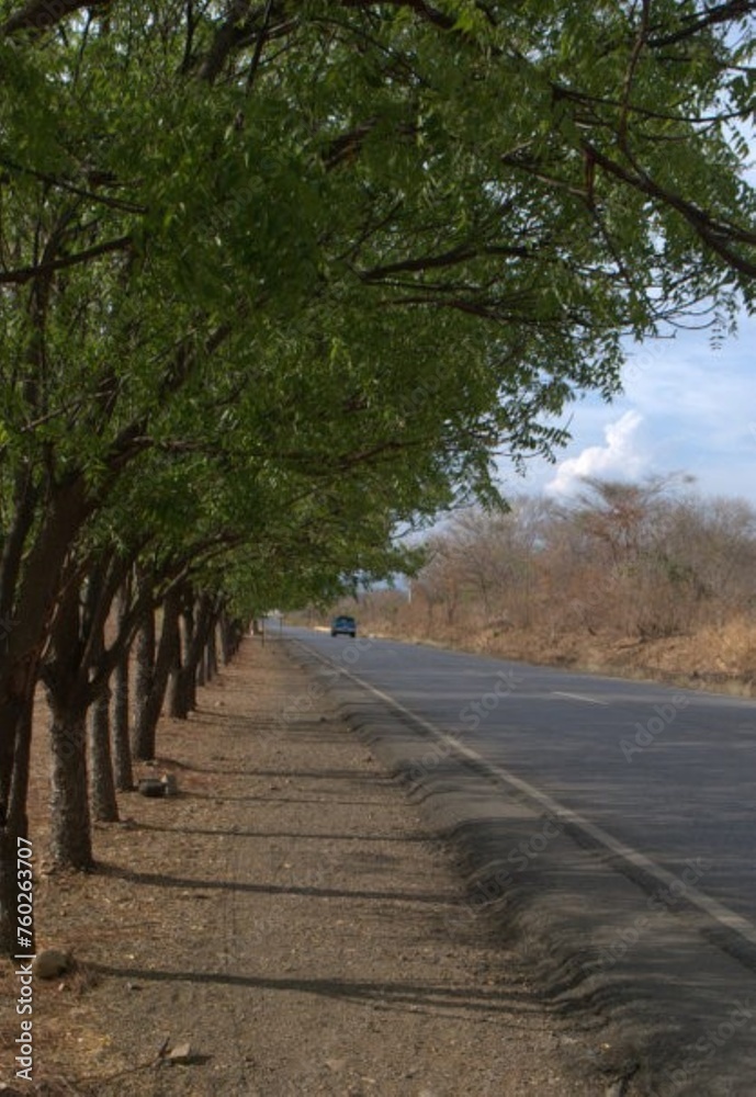 Obraz premium Arboles resistiendo el verano,esperando las lluviias de mayo.