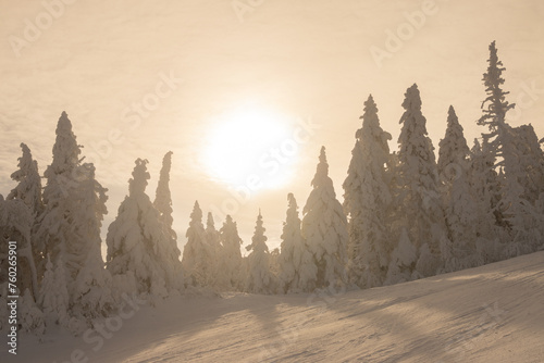 Winter wonderland. Enchanting Winter Majesty: Sun-Drenched Snow-Covered Trees at Beautiful Sunset