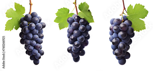 Dark blue grape with leaves isolated on white background. With clipping path. Full depth of field. photo