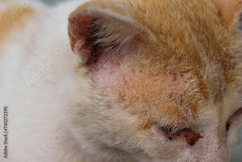 Close-up of fungal-infected cat ears