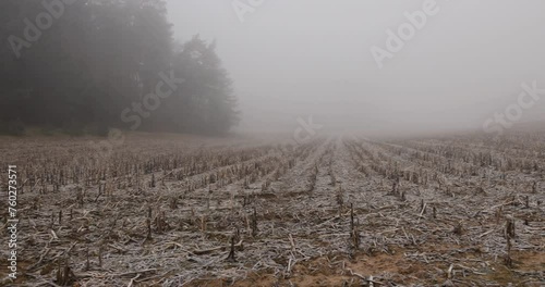 cornfield with snow after harvest, poorly harvested corn crop remaining for the winter photo