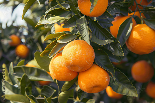 a bunch of oranges hanging from a tree