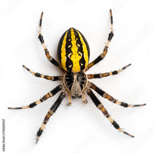 a spider with yellow and black stripes on it's back