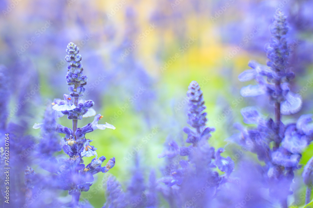 Salvia Farinacea’s Lavender Whispers: A Portrait of Serene Beauty Salvia Farinacea’s Lavender Whispers: A Portrait of Serene Beauty