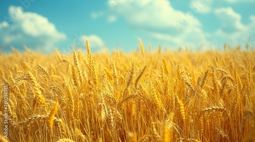 Golden Harvest  Sun-Kissed Wheat Field