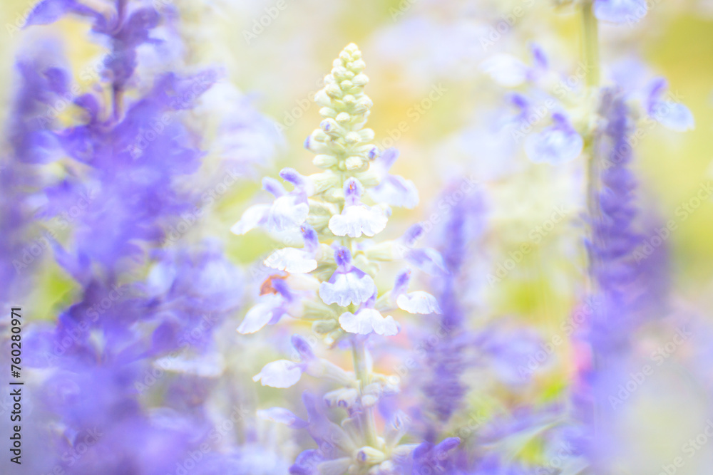 Naklejka premium Salvia Farinacea’s Lavender Whispers: A Portrait of Serene Beauty