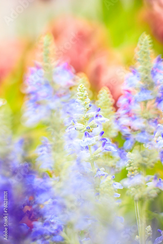 Salvia Farinacea’s Lavender Whispers: A Portrait of Serene Beauty