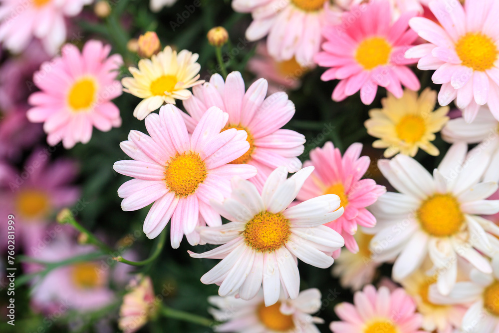 A Serene Ensemble of Pink and White Daisies