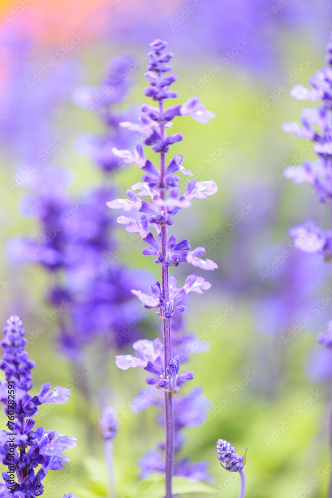 Salvia farinacea: Mealy Sage’s Purple Hues Salvia farinacea: Mealy Sage’s Purple Hues