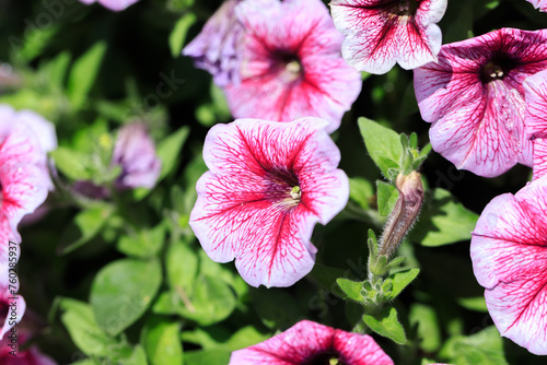 A Lush Tapestry of Petunia × Atkinsiana in Spring Bloom photo