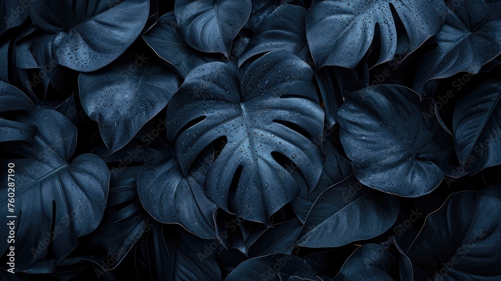 Textures of abstract black leaves for tropical leaf background.