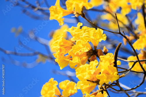 Handroanthus Chrysotrichus: Golden Trumpets Herald the Spring photo