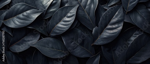 Textures of abstract black leaves for tropical leaf background.