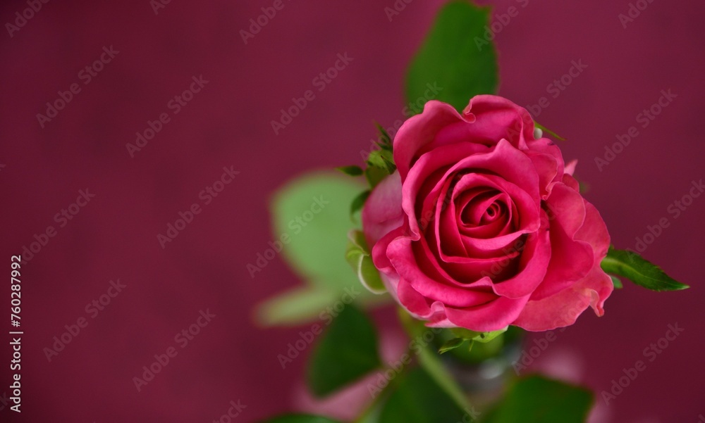 pink rose on a pink background with copy space for your text