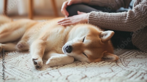 A female owner tenderly caresses and strokes her Shiba Inu pet lying on the floor at home, sharing affection. Ai Generated
