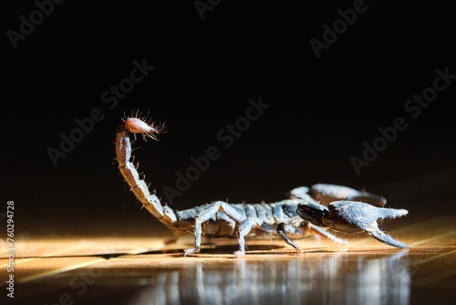 scorpion on black background