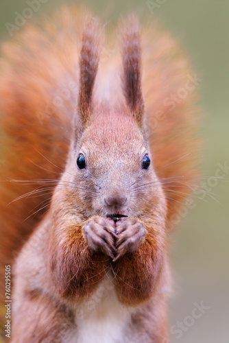 Red squirrel, Sciurus vulgaris, Cute arboreal, omnivorous rodent . Portrait of eurasian squirrel in natural habitat. photo