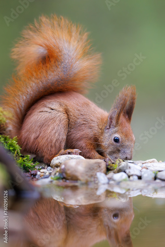 Red squirrel, Sciurus vulgaris, Cute arboreal, omnivorous rodent . Portrait of eurasian squirrel in natural habitat. photo