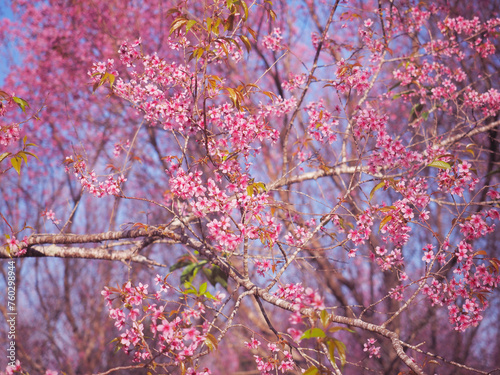 Pink cherry blossoms flower in full bloom.