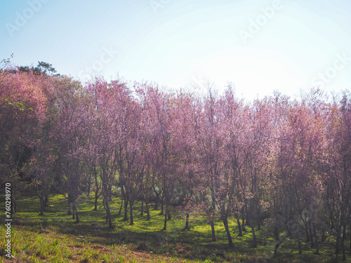 Pink cherry blossom flowers in full bloom.