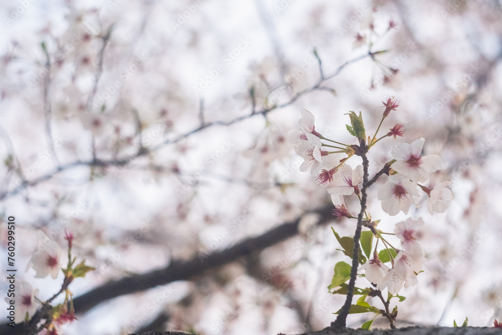 Obraz premium 春に日本で見た満開の桜の木