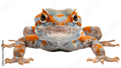 Eye-catching orange gecko facing front with detailed texturing and coloration, set against a transparent background