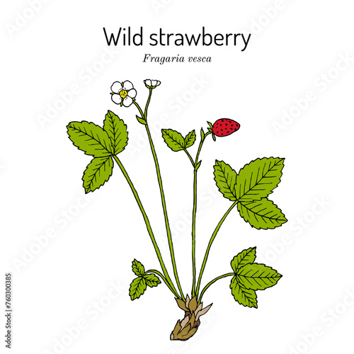 Wild strawberry (Fragaria vesca), medicinal and edible plant. Hand drawn vector illustration