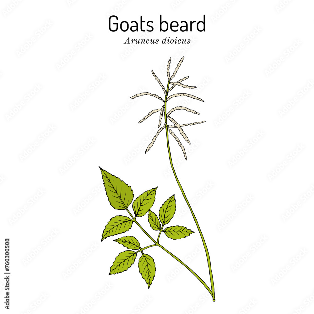 Goats beard or brides feathers (Aruncus dioicus), edible and medicinal plant Goats beard or brides feathers (Aruncus dioicus), edible and medicinal plant
