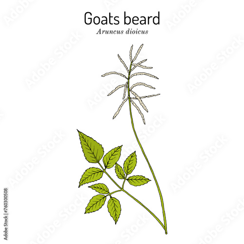 Goats beard or brides feathers (Aruncus dioicus), edible and medicinal plant