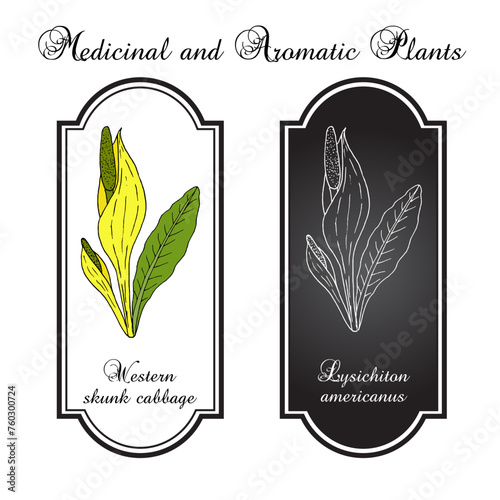 Western skunk cabbage (Lysichiton americanus), edible and medicinal plant. Hand drawn vector illustration
