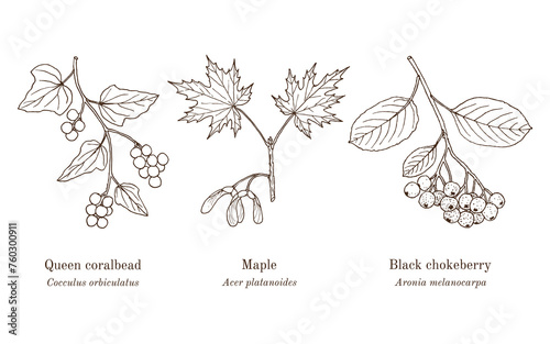 Collection of edible and medicinal plants