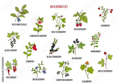 Big set of natural berries. Hand drawn vector collection