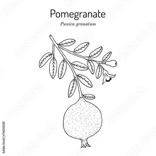 Pomegranate or Punica granatum, edible and medicinal plant. Hand drawn vector illustration