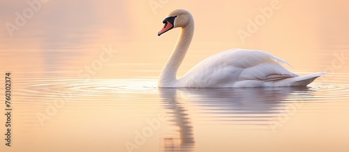 Graceful Swan Gliding Through Serene Lake Waters in a Majestic Display of Elegance and Beauty