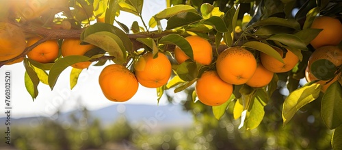 Vibrant Bunch of Juicy Oranges Hanging from Citrus Tree in a Lush Orchard