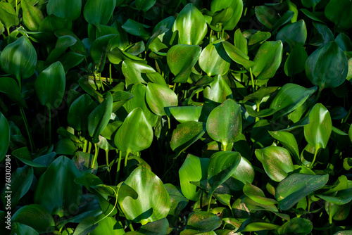 Water hyacinth natural pattern is a fast-growing aquatic plant everywhere © mssozib
