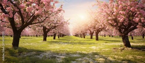 Enchanting Spring Scene: Sunlight Filtering Through Trees Over a Field of Blooming Pink Flowers
