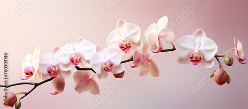 Elegant White Orchid Flowers Blooming on Delicate Branch Over Pink Background