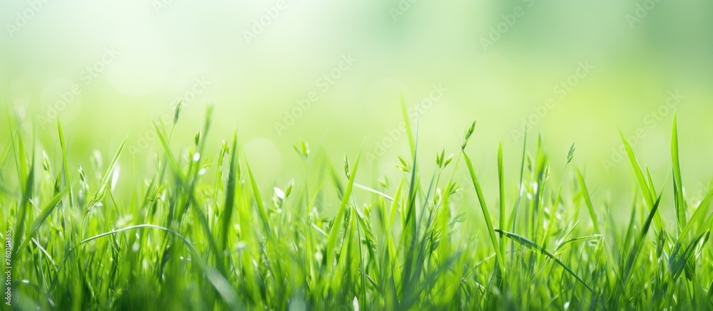 Fototapeta premium Vibrant Green Grass Background in Natural Outdoor Setting with Sunlight Filtering Through Leaves