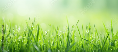 Vibrant Green Grass Background in Natural Outdoor Setting with Sunlight Filtering Through Leaves
