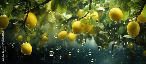 Vibrant Lemons in the Rain - Fresh Citrus Fruits Drenched in a Refreshing Summer Shower